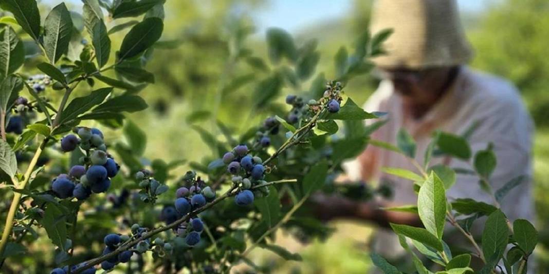 Yıllarca çalıştı, tüm birikimini ona harcadı! ‘Mavi yemiş’ deniyor, bilen havada kapıyor: Yılda 500 KG hasat yapıyor 2